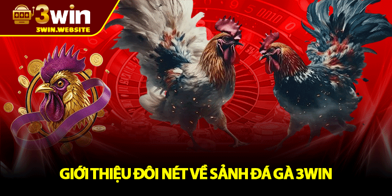 Đá Gà 3win – Nơi Hội Tụ Những Trận Chiến Kịch Tính 1 Giới Thiệu Đôi Nét Về Sảnh Đá Gà 3win