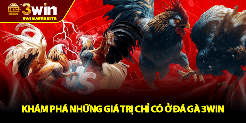 Đá Gà 3win – Nơi Hội Tụ Những Trận Chiến Kịch Tính 3 Khám Phá Những Giá Trị Chỉ Có Ở Đá Gà 3win