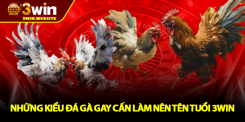 Đá Gà 3win – Nơi Hội Tụ Những Trận Chiến Kịch Tính 2 Những Kiểu Đá Gà Gay Cấn Làm Nên Tên Tuổi 3win