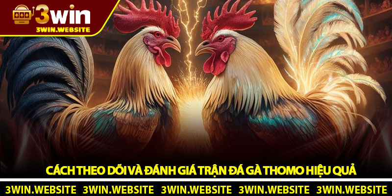 Đá gà Thomo - Toàn cảnh sân chơi đỉnh cao tại 3Win 4 Cách theo dõi và đánh giá trận đá gà Thomo hiệu quả