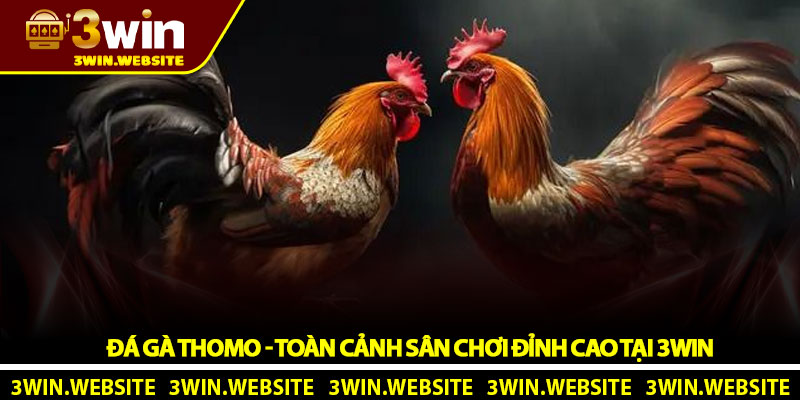 Đá gà Thomo - Toàn cảnh sân chơi đỉnh cao tại 3Win 1 Đá gà Thomo - Toàn cảnh sân chơi đỉnh cao tại 3Win