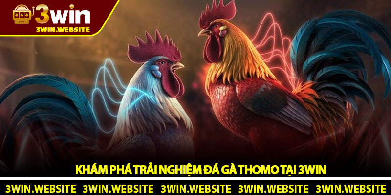 Đá gà Thomo - Toàn cảnh sân chơi đỉnh cao tại 3Win 3 Khám phá trải nghiệm đá gà Thomo tại 3Win