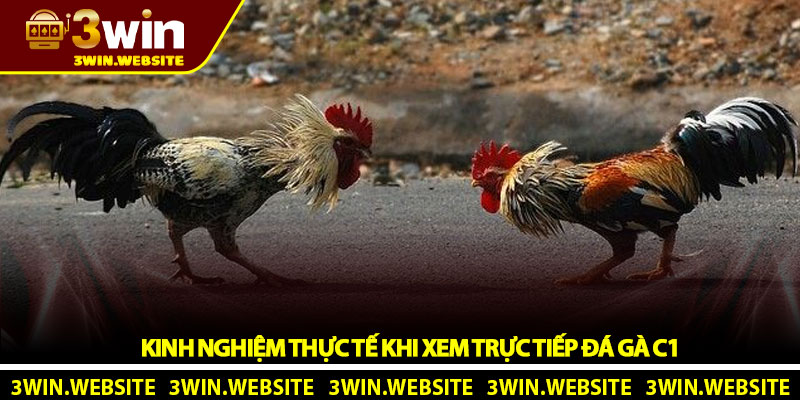 Trực tiếp đá gà C1 - Trải nghiệm đỉnh cao tại nhà cái 3Win 4 Kinh nghiệm thực tế khi xem trực tiếp đá gà C1
