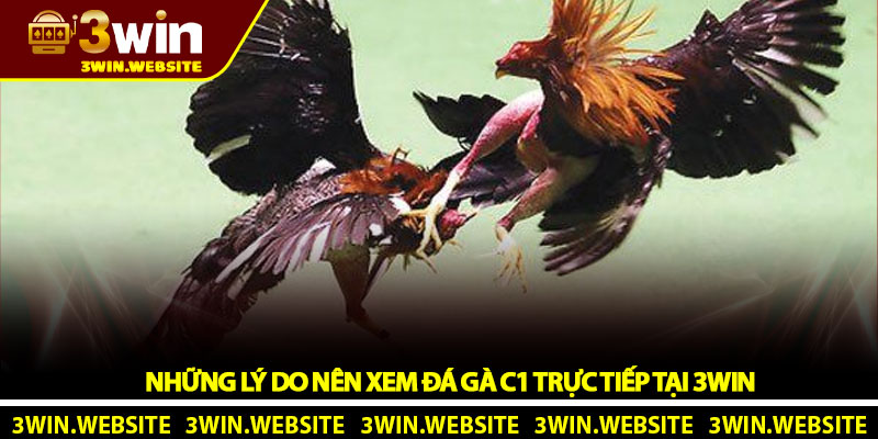 Trực tiếp đá gà C1 - Trải nghiệm đỉnh cao tại nhà cái 3Win 3 Những lý do nên xem đá gà C1 trực tiếp tại 3Win