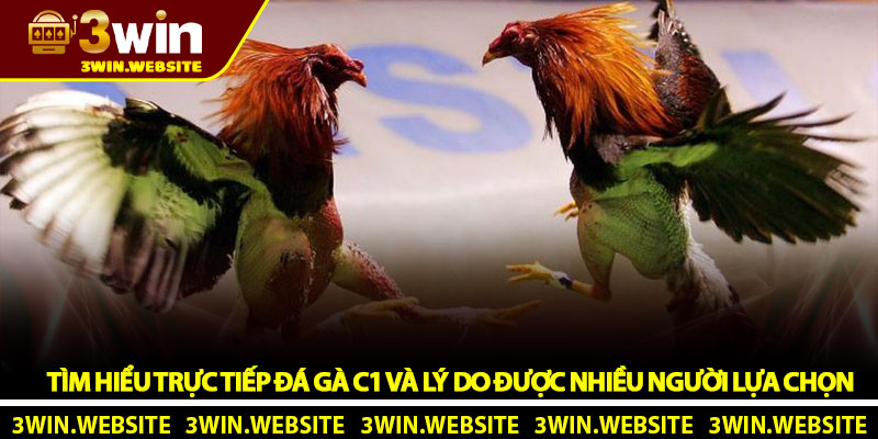 Trực tiếp đá gà C1 - Trải nghiệm đỉnh cao tại nhà cái 3Win 2 Tìm hiểu trực tiếp đá gà C1 và lý do được nhiều người lựa chọn