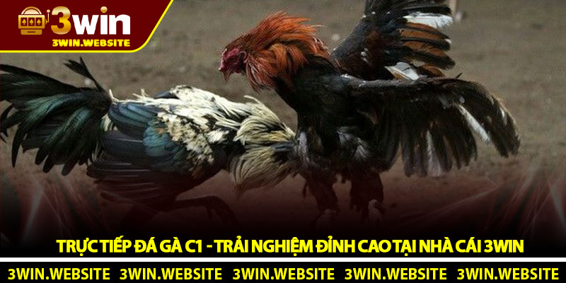 Trực tiếp đá gà C1 - Trải nghiệm đỉnh cao tại nhà cái 3Win 1 Trực tiếp đá gà C1 - Trải nghiệm đỉnh cao tại nhà cái 3Win